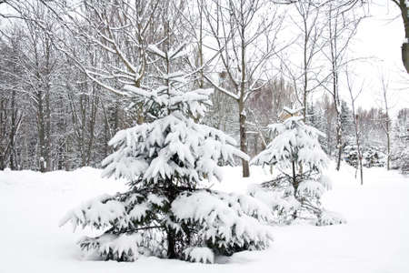 snow tree in winter parkの写真素材