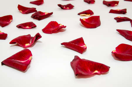 Random rose petals isolated white backgroundの写真素材