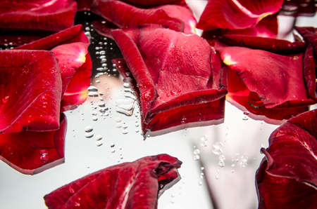 dew drops and rose petal. valentines day conceptの写真素材