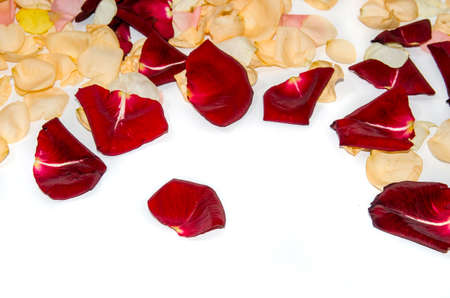 yellow and red petal roses isolatedの写真素材