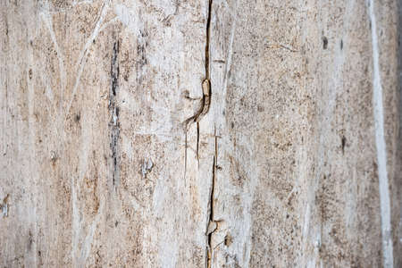 Damage white wood by termiteの写真素材