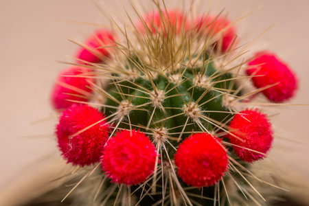 cactus with a red flower on deskの写真素材