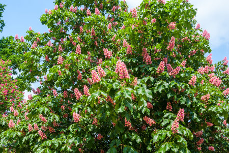 Blooming red chestnut against the blue sky in the park