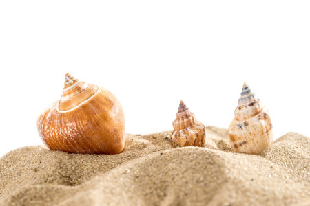 starfish and shell on sand isolate on white. concept summer time