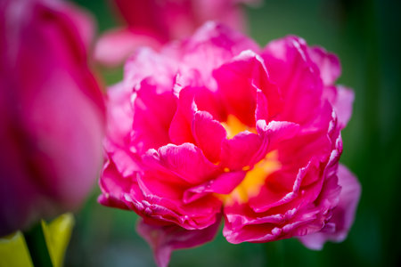 part of tulip flowerの写真素材