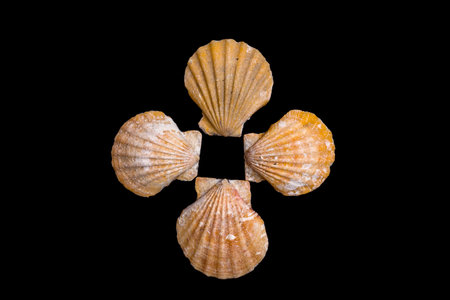 seashell isolated on a black background