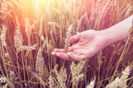Woman's hand touch wheat ears in field. harvest concept