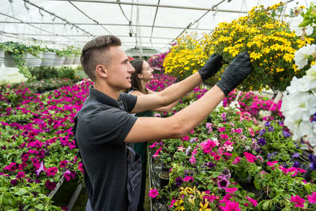 Two beautiful young man and woman work in a greenhouse and talk about growing of colorful flowers. Botanyの写真素材