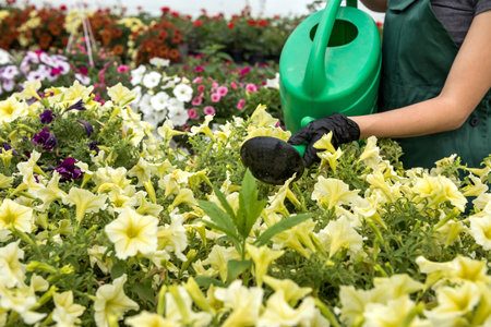 close up of gardener hand wearing gloves  collecting flowers in industrial hothouse. Botany
