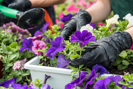 hands in black gloves taking care by colored flowers in hothouse. botany