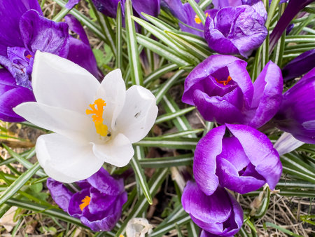 View of beauty blooming spring flowers crocus. Crocuses in the spring forest. Primrosesの写真素材