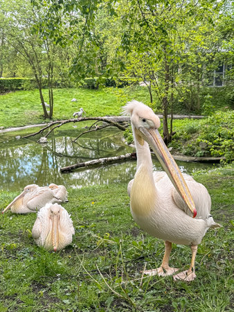 graceful pelican stands on green grass near pond at the zoo. Animalsの写真素材