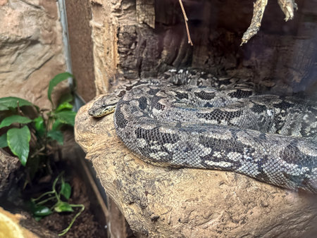 grey snake on a stone, wild dangerous animals. Zoo