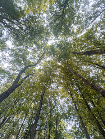 Looking Up In Tree with green leaves and sun light. Summer day a