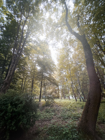 Looking Up In Tree with green leaves and sun light. Summer day aの写真素材