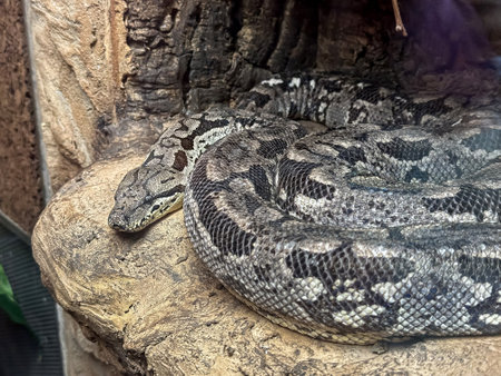 grey snake on a stone, wild dangerous animals. Zooの写真素材