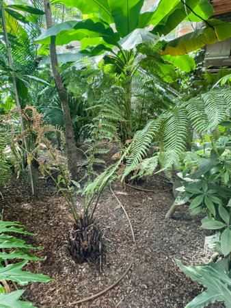 tropical botanic garden with tropical banana leaf and other. Green exotic plants and treesの写真素材
