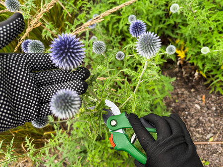Man wear gloves with secateurs cutting dead flower in garden. Work in the garden in autumn. Gardening activityの写真素材