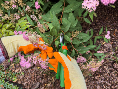 Woman in gardening gloves pruning bush flower with secateurs in garden greenhouse, closeup