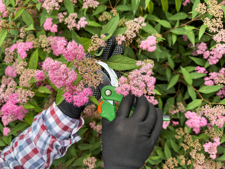 woman work in the garden cutting dry dried flowers with pruner, summer time. Greenhouseの写真素材