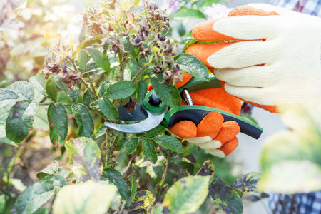 hands cutting dry faded flowers garden loppers in the autumn garden