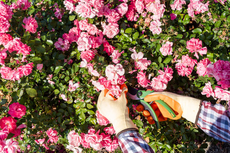 a gardener in gloves prunes the best roses in the garden, care for natureの写真素材