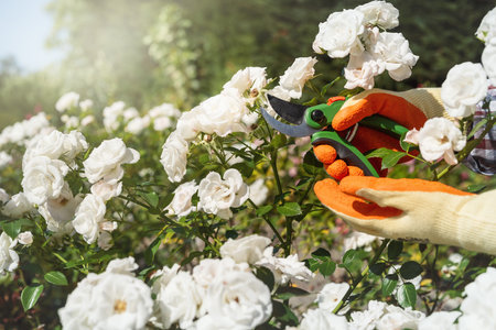 female hands in gloves with pruning white rose flowers in garner , hobbyの写真素材