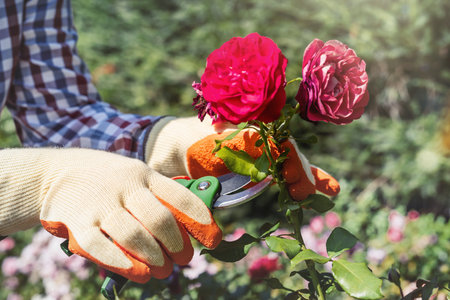 gardener pruned roses in the home garden, summer timeの写真素材