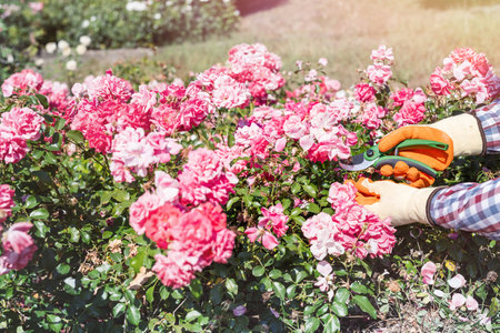 woman cutting the red rose in the summer garden. Collecting cut flowersの写真素材
