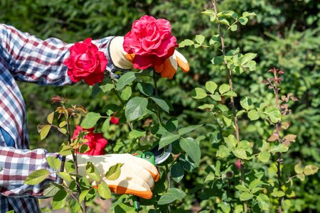 woman cutting red roses with scissors, picking flowers in summer garden. Roses care