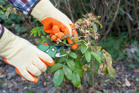 hands cutting dry faded flowers garden loppers in the autumn gardenの写真素材