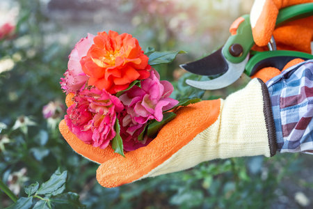 woman cutting the red rose in the summer garden. Collecting cut flowersの写真素材