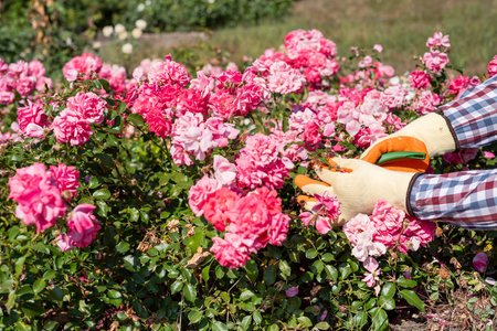 gardener pruned roses in the home garden, summer time