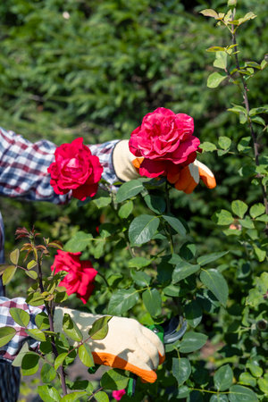 a gardener in gloves prunes the best roses in the garden, care for natureの写真素材