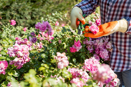 woman cutting red roses with scissors, picking flowers in summer garden. Roses careの写真素材