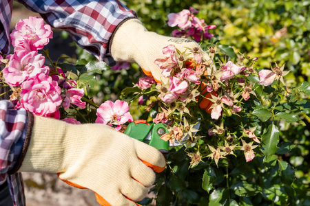woman with garden pruners shears to cut wilted red rose flower in garner in autumnの写真素材