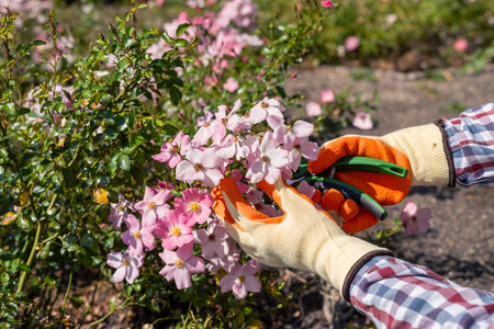 hands in rubber gloves and scissors in cutting red rose in home gardenの写真素材