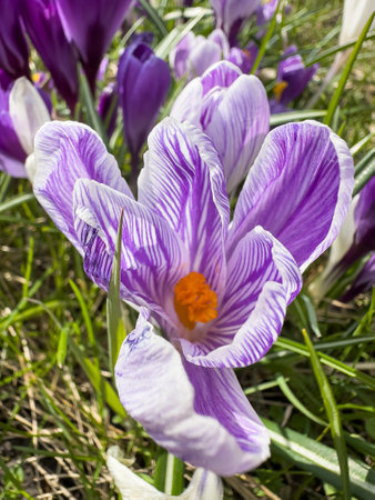 View of beauty blooming spring flowers crocus. Crocuses in the spring forest. Primrosesの写真素材