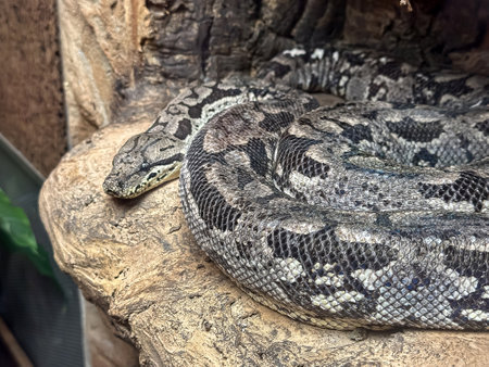 grey snake on a stone, wild dangerous animals.の写真素材