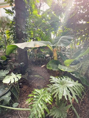 Tropical botanical garden, green jungle summer background. Wild natureの写真素材