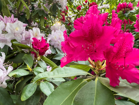 Beautiful blooming red flower outdoorm. Wonderful big vivid flowers on the bushの写真素材