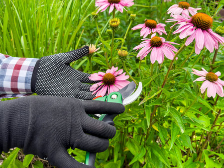 close-up of female hands in gloves holding secateurs for cutting flowers in the garden. Autumn timeの写真素材