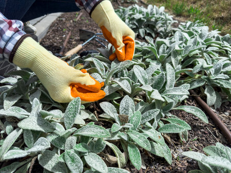 woman hand hoeing weeds, in spring soil preparation in garden in springの写真素材