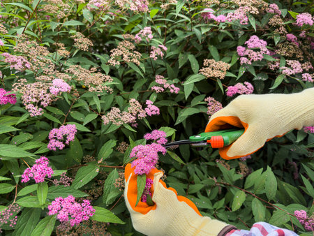 Man wear gloves with secateurs cutting dead flower in garden. Work in the garden in autumn. Gardening activityの写真素材