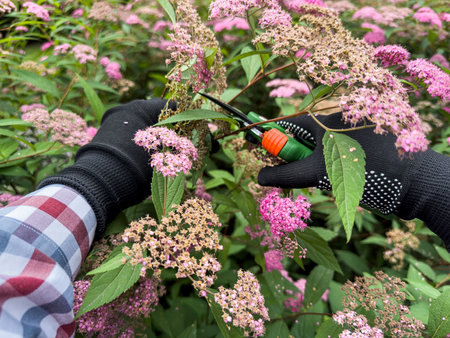 female hands in gloves cuts off the dried flowers with a secateur outdoor. Work at natureの写真素材