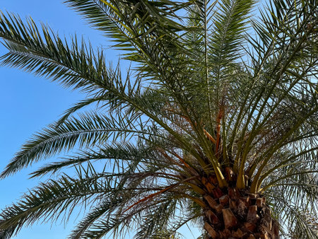 As I gaze upwards at a tall palm tree beautifully silhouetted against a vibrant blue sky, I am reminded of the allure of these majestic woody plantsの写真素材