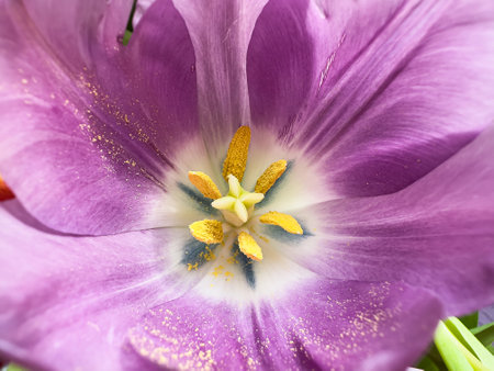 close up soft selective focus of purple flower tulip. Flowers blooming beautifullyの写真素材