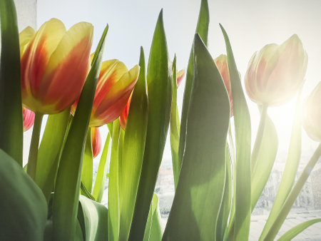 Soft selective focus red yellow tulip buds flowers. Concept of flowers and botanyの写真素材