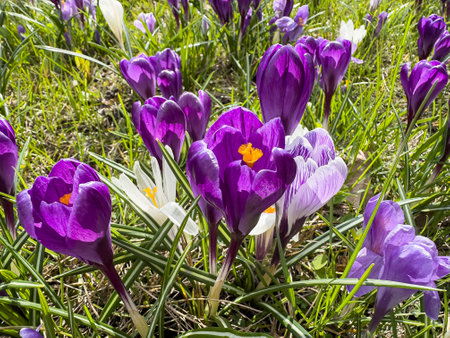 Beauty violet purple crocus growing in the forest. Spring background or wallpaperの写真素材