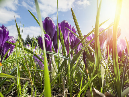 View of beauty blooming spring flowers crocus.  Crocuses in the spring forest. Primrosesの写真素材